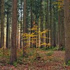 Michelstadt: Bäume im Friedwald 03