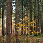 Michelstadt: Bäume im Friedwald 04