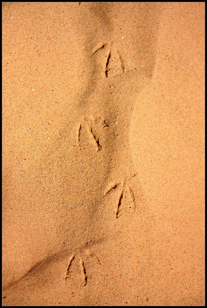 Michigan - Sleeping Bear Dunes II