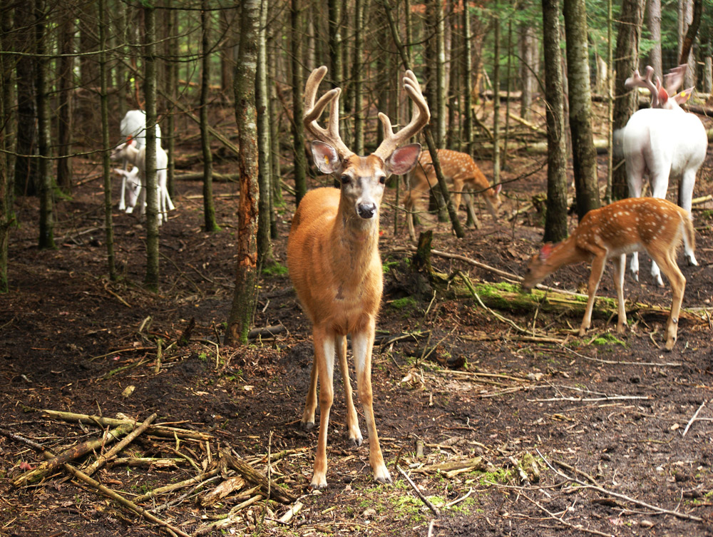 Michigan Standoff