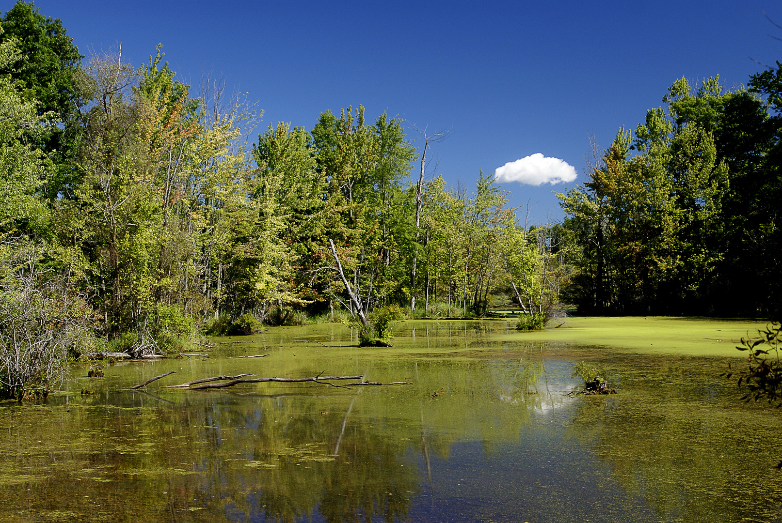 Michigan Wetland - Midsummer