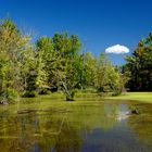 Michigan Wetland - Midsummer