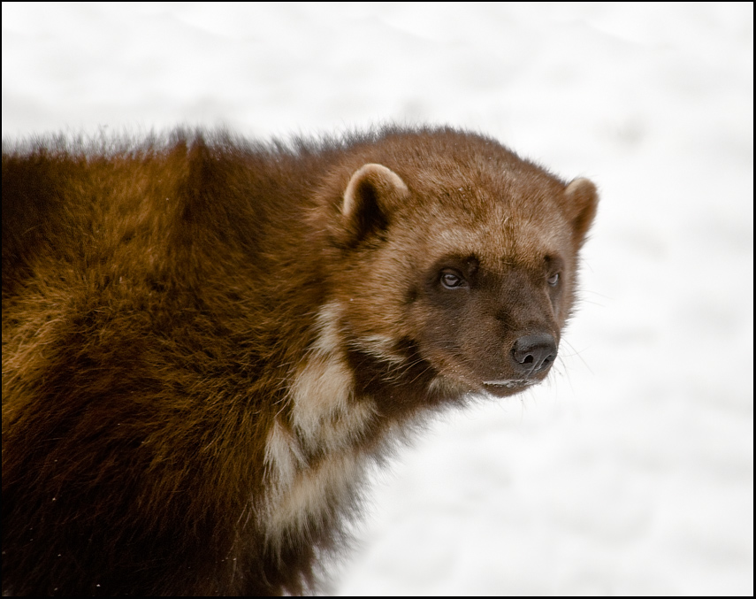 Michigan Wolverine photo & image | animals, zoos, parks & falconries, mammals images at photo community Michigan Wolverine photo & image | animals, zoos, parks & falconries, mammals images at photo community