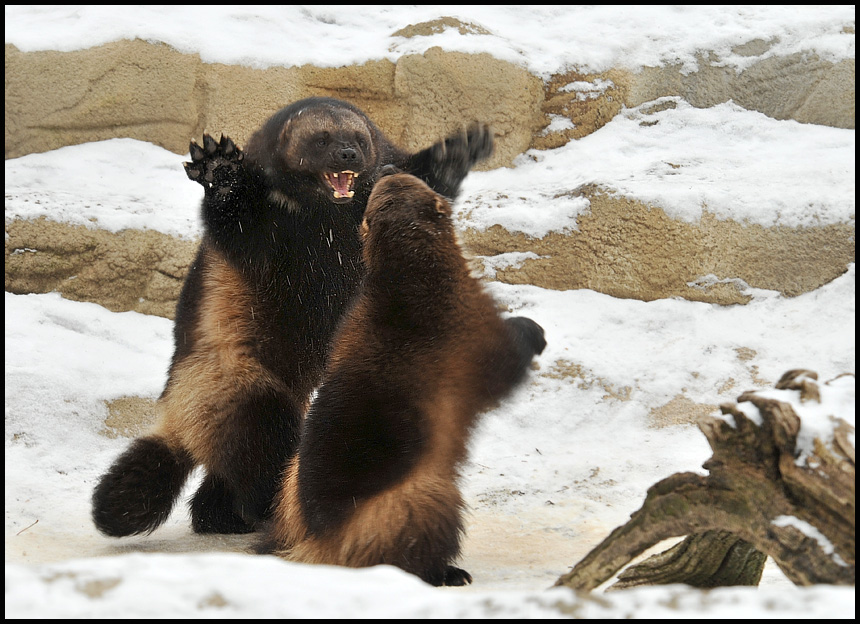 Michigan Wolverines Do Battle photo & image | animals, wildlife, mammals images at photo community Michigan Wolverines Do Battle photo & image | animals, wildlife, mammals images at photo community