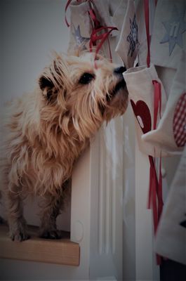 "Michl von Lönneberga" und der Adventskalender...