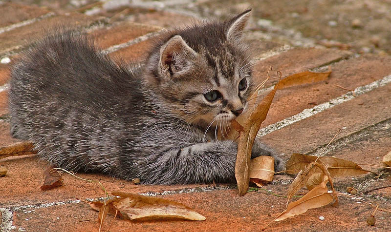 MICIO Foto % Immagini| animali, animali domestici e da cortile, gatti ...