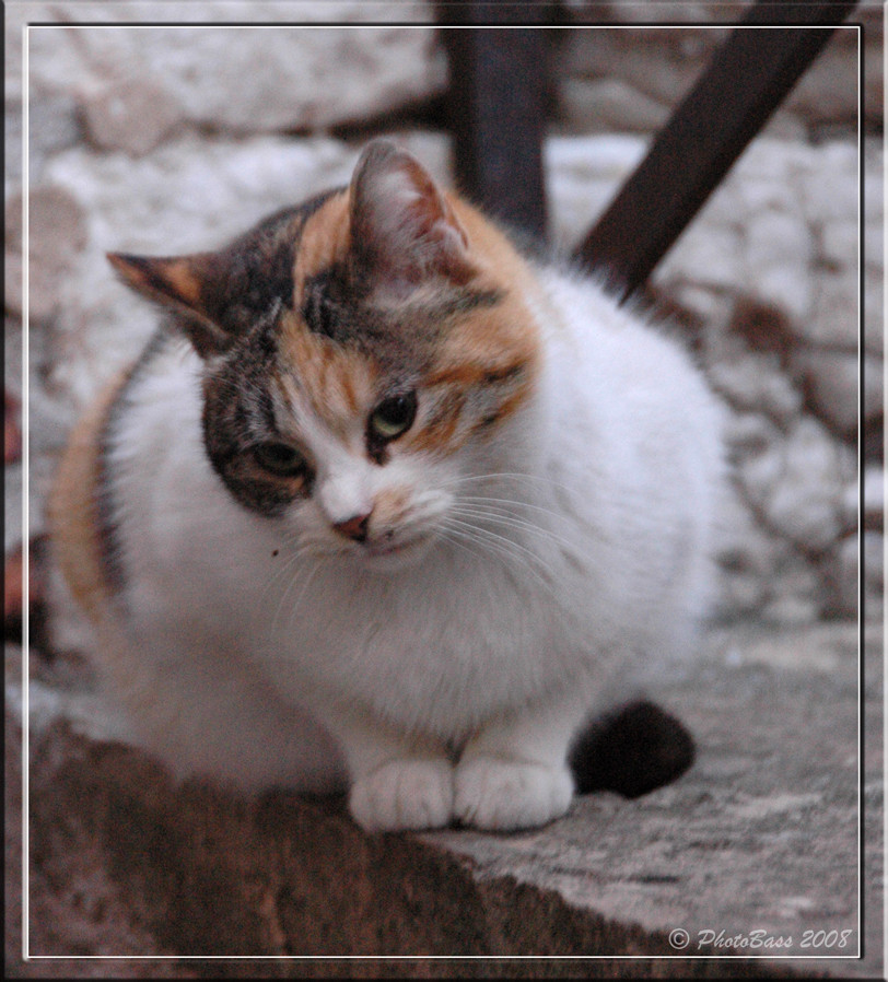 Micio di Gubbio Foto % Immagini| animali, animali domestici e da ...