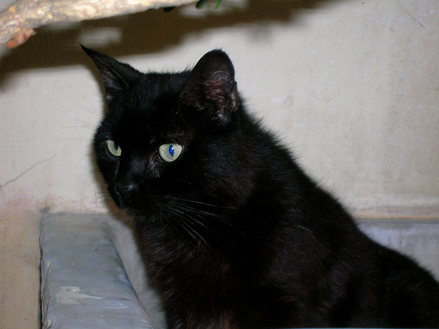Micio nero / 1 Foto % Immagini| animali, animali domestici e da cortile ...
