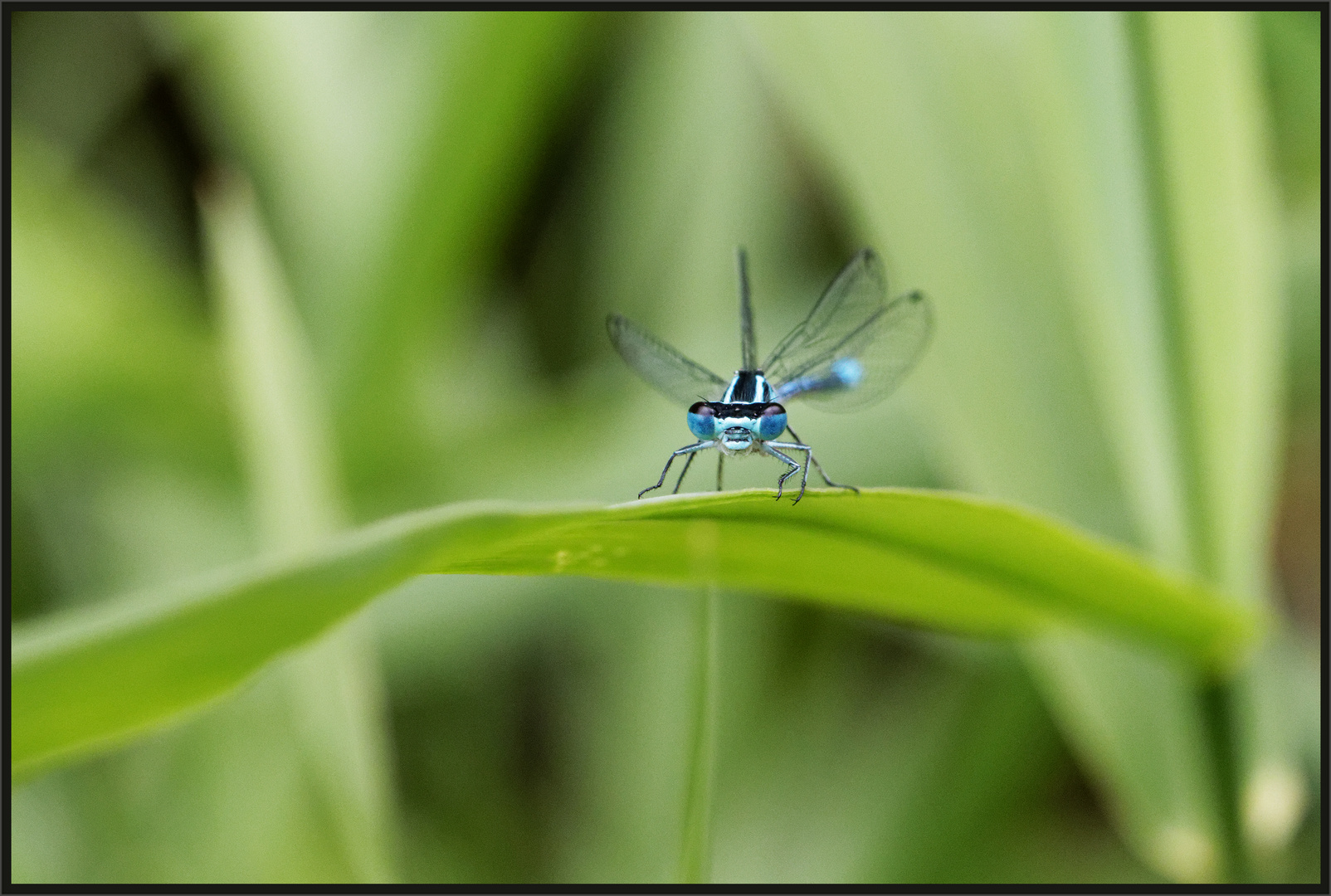 Mickey Blue Eyes