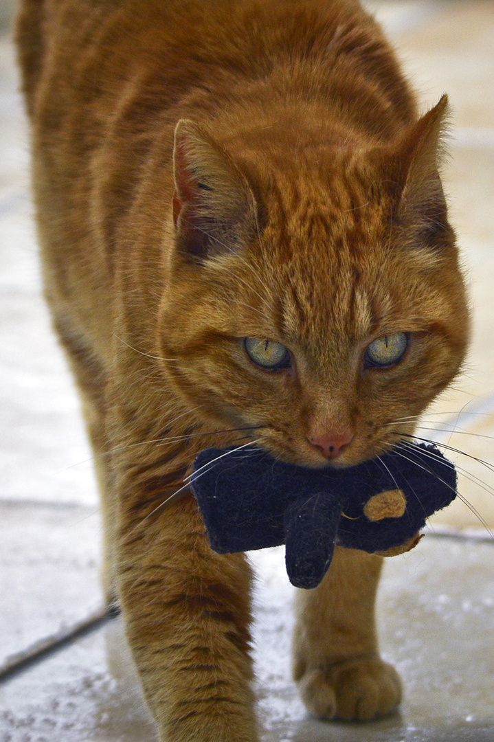 Mickey et son doudou.