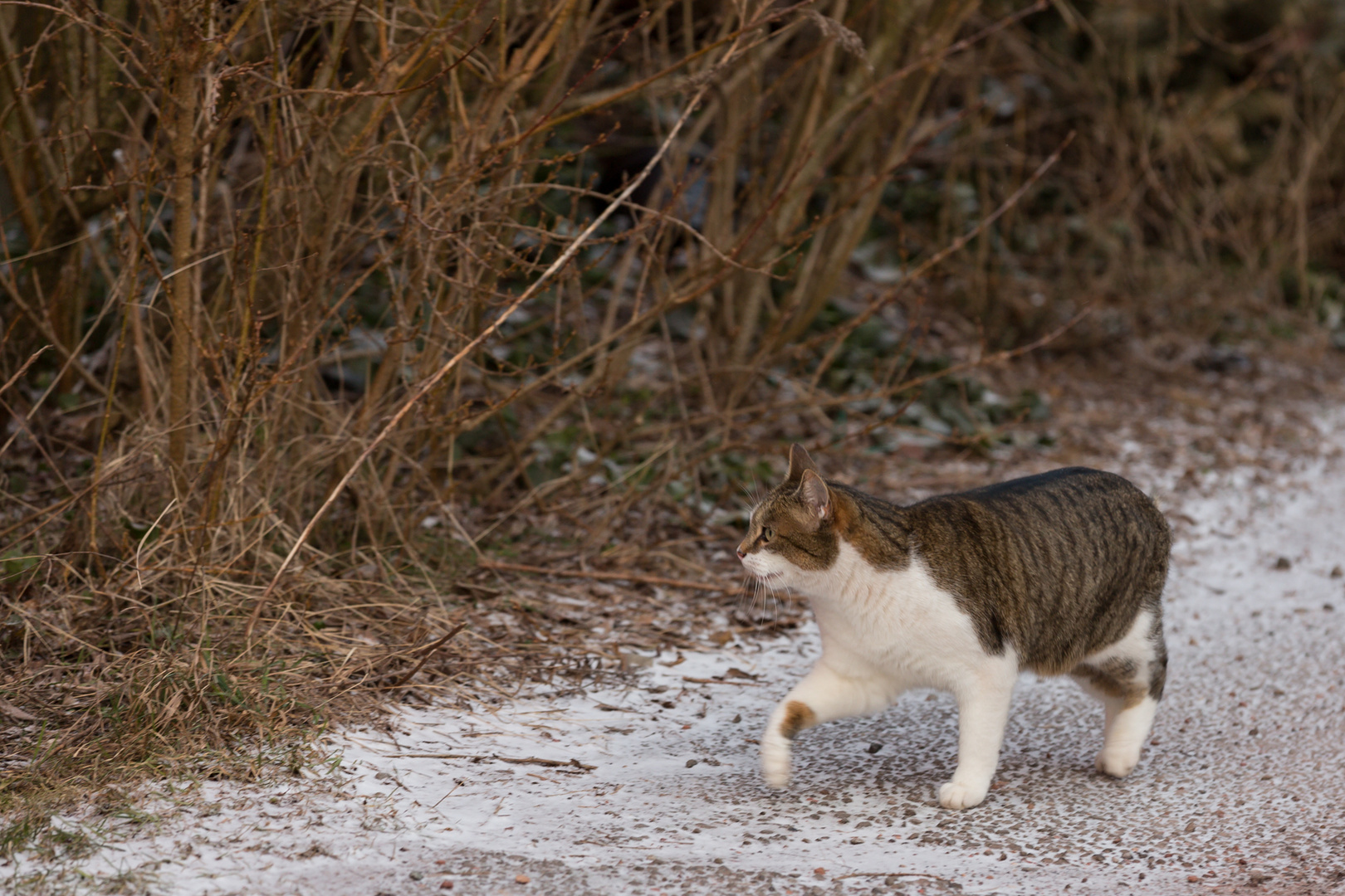 Micky auf dem Heimweg