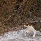 Micky auf dem Heimweg