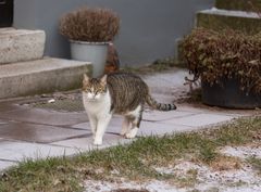 Micky auf dem Heimweg II