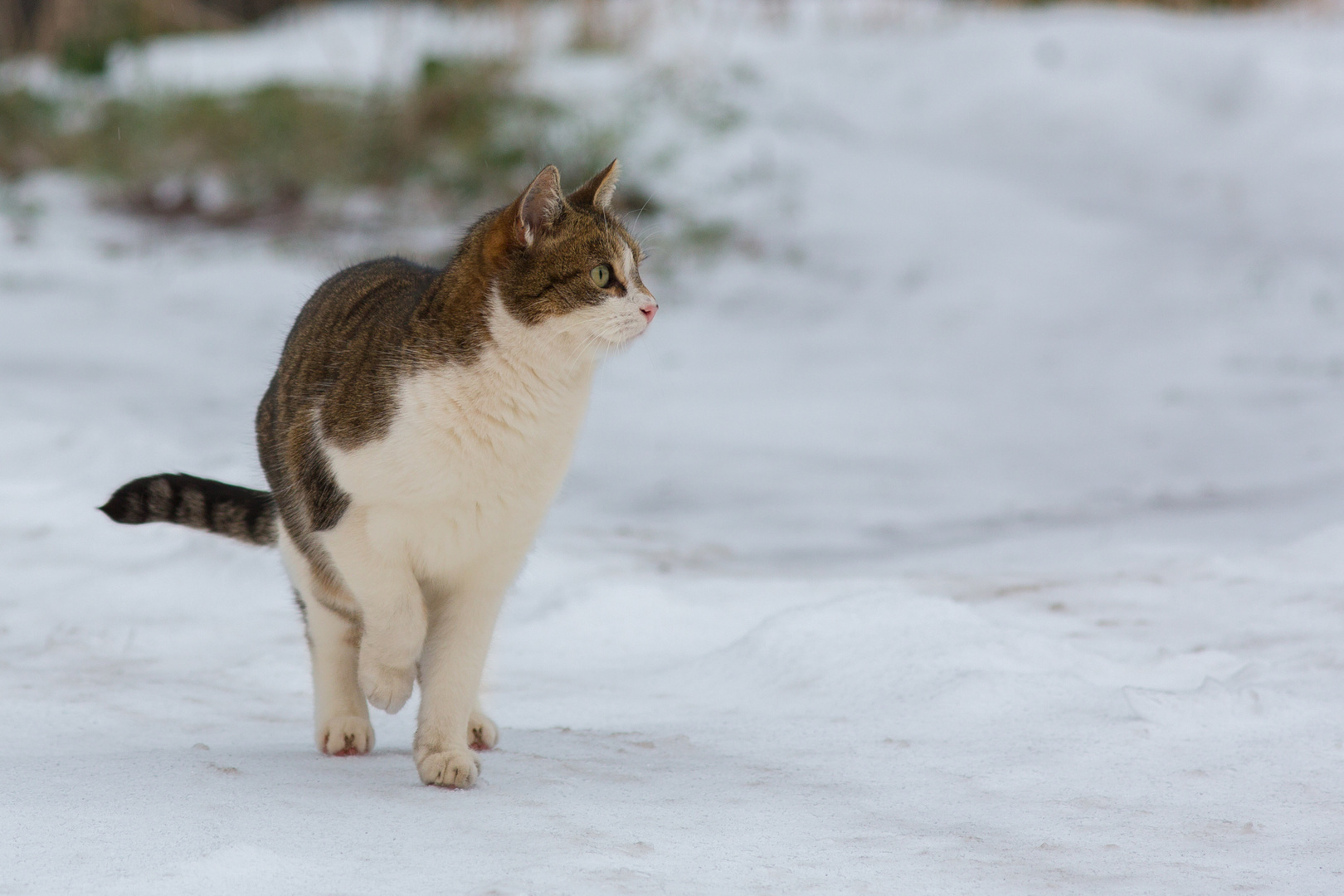 Micky im Schnee