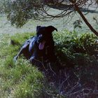 Micky sucht den Schatten.Die Temperaturen im Marchfeld zu Ostern 1990 waren ihm denn doch zuviel