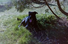 Micky sucht den Schatten.Die Temperaturen im Marchfeld zu Ostern 1990 waren ihm denn doch zuviel