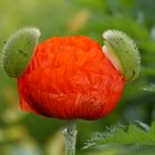 Mickymaus-Mohn