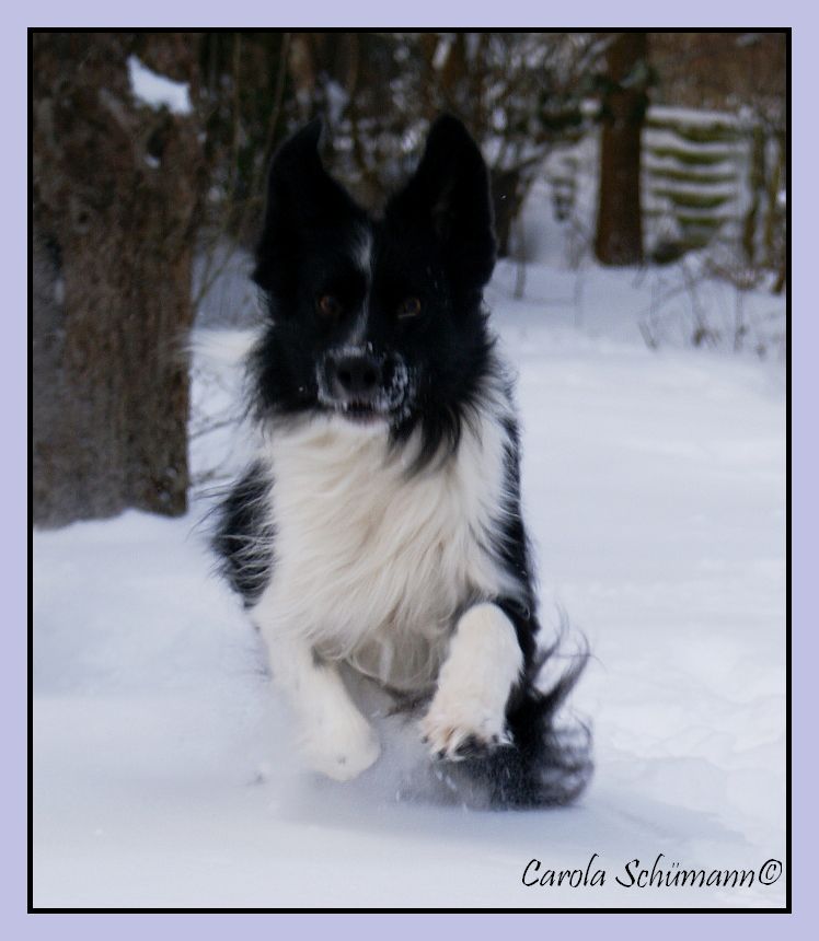 Mico fliegt über den Schnee