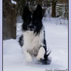 Mico fliegt über den Schnee