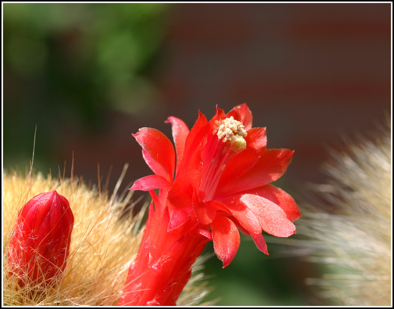 Micranthocereus flaviflorus