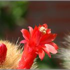 Micranthocereus flaviflorus