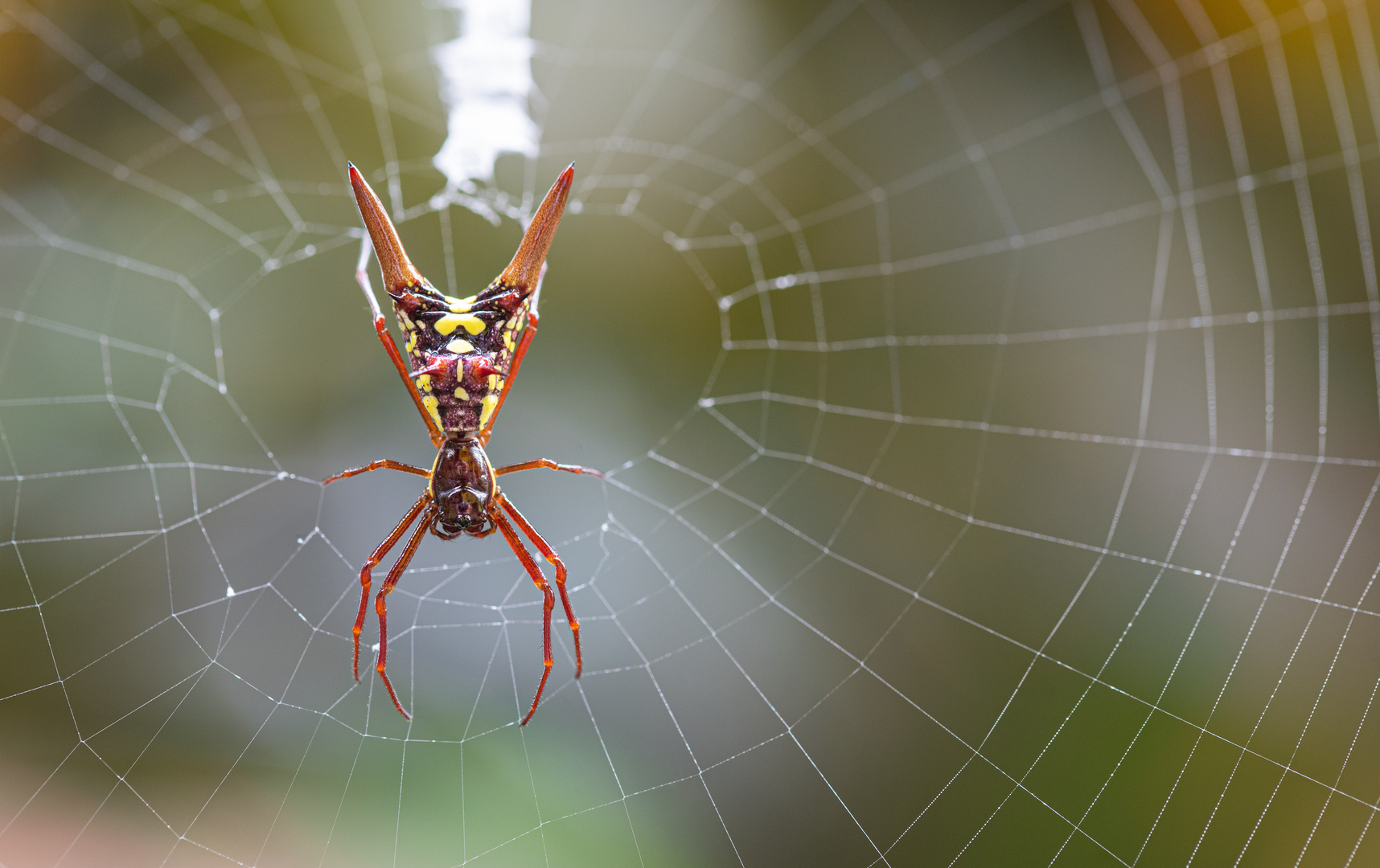 Micrathena sexspinosa