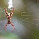 Micrathena sexspinosa