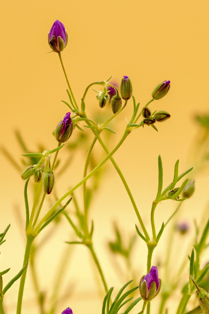 Micro flores.