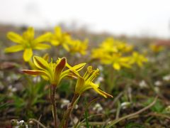 Micro flowers