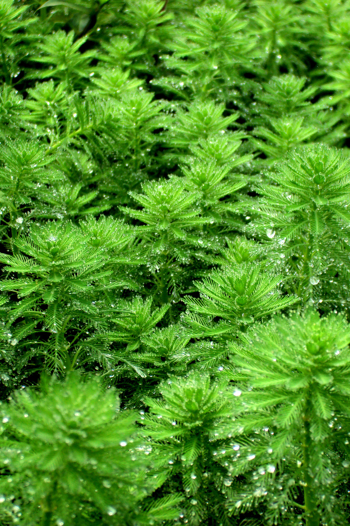 Micro forest