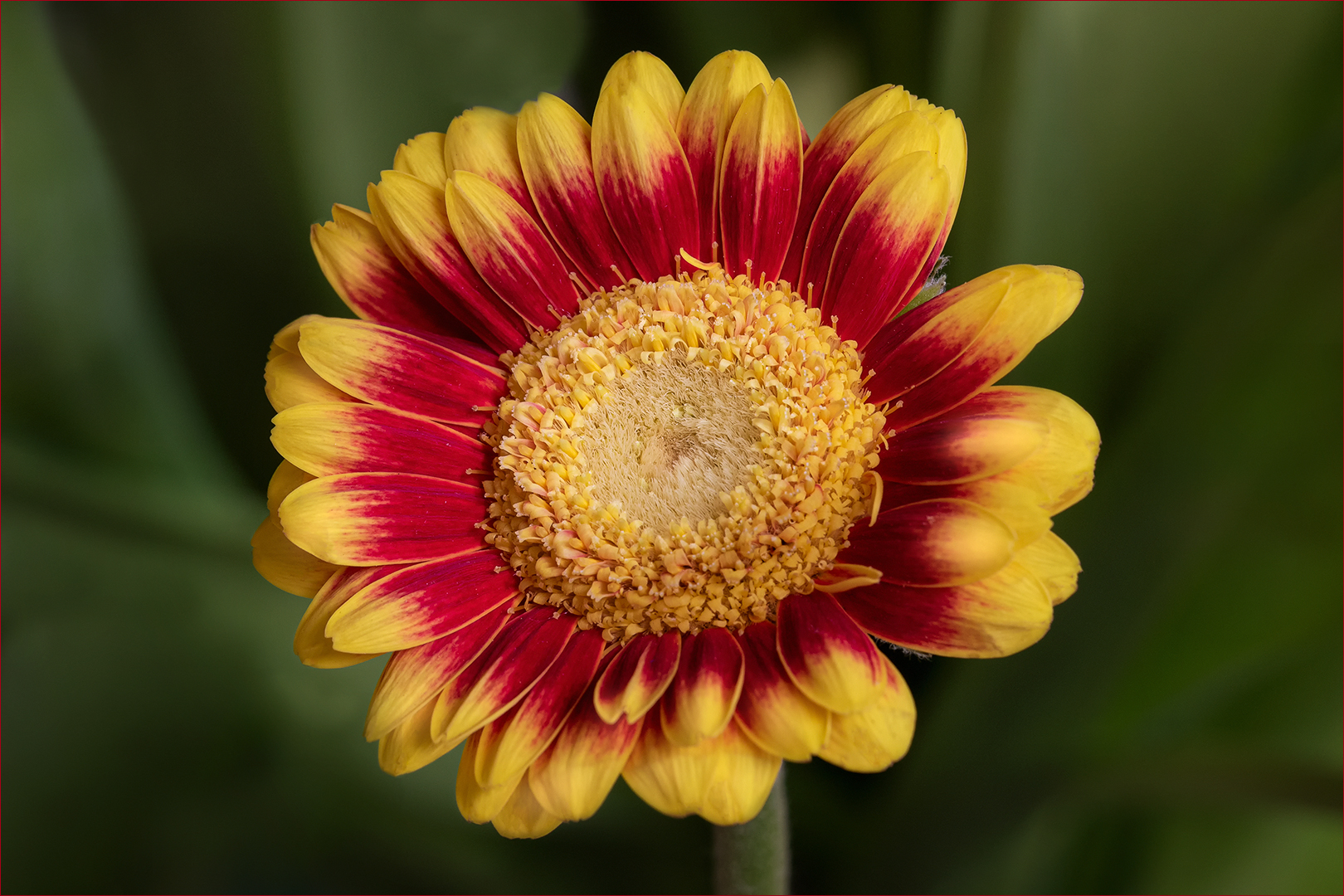 Micro Gerbera....