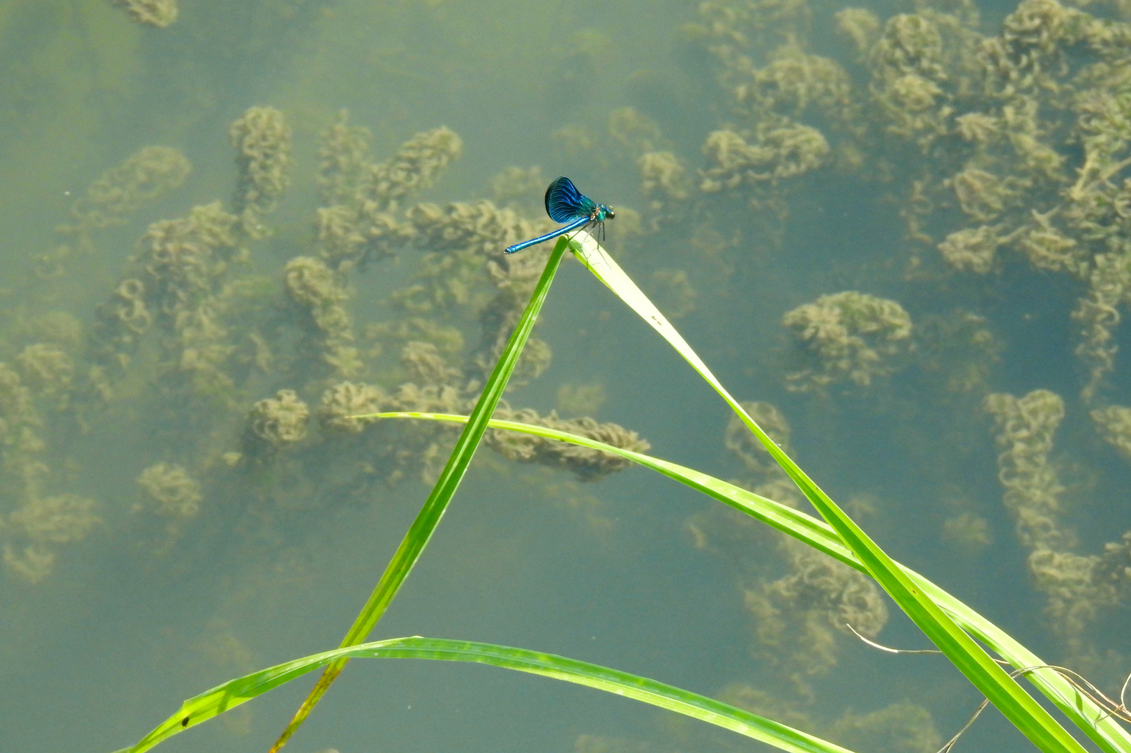 micro habitat