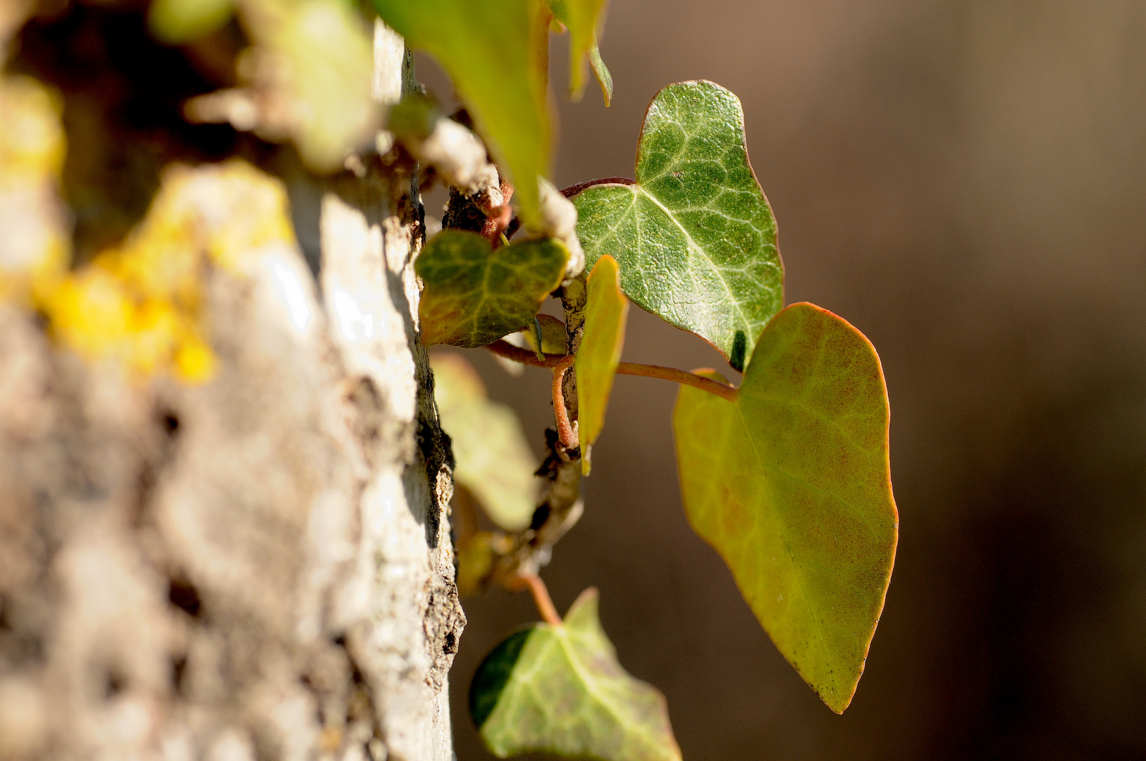 Micro Leaves