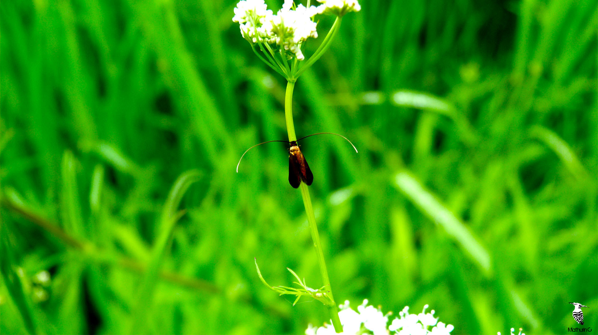 Micro-lepidoptère