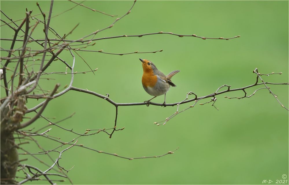 Micro-Rotkehlchen