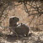 Microcavia australis - smal cavy - Südliches Zwergmeerschweinchen