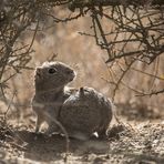 Microcavia australis - smal cavy - Südliches Zwergmeerschweinchen