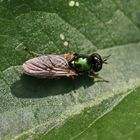 Microchrysa polita