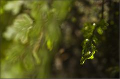 microcosm in the subtropical rainforest