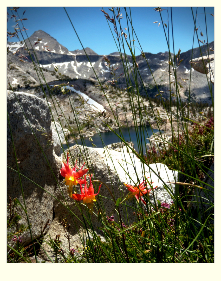 microcosm with columbines