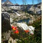 microcosm with columbines