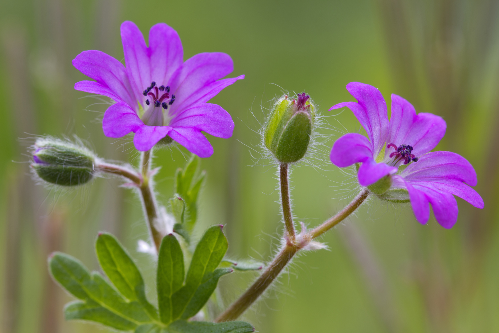 Microfiori