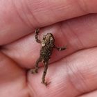 Microfrosch 