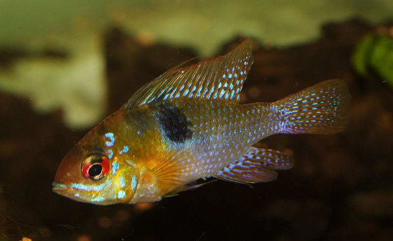 Microgeophagus ramerezi