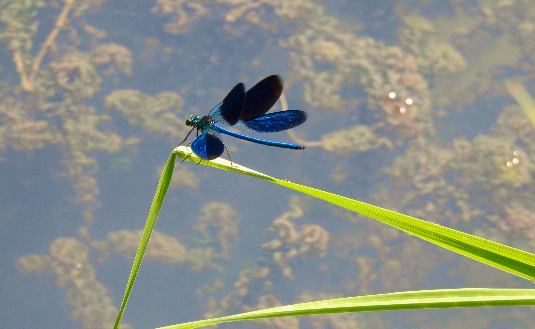 microhabitat