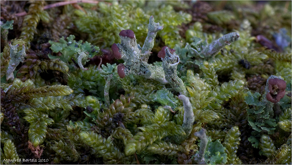 Microlandschaft auf einem alten Zaun...