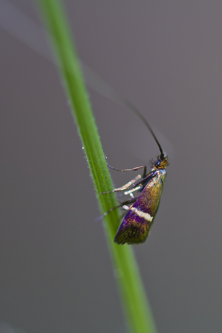 Microlépidoptère, Nemophora degeerella