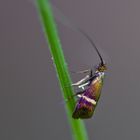 Microlépidoptère, Nemophora degeerella