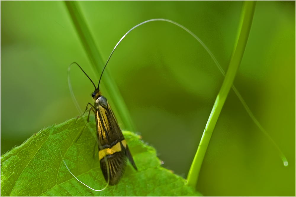 Microlépidoptère, Nemophora degeerella