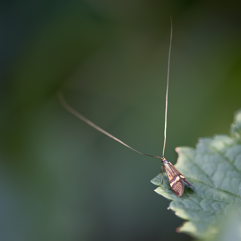 Microlépidoptère, Nemophora degeerella